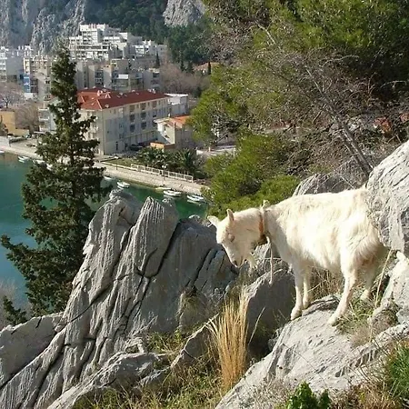 New Neda * Omis